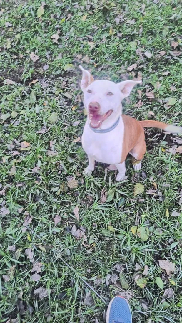 Cachorro raça Pit-Bull idade 4 anos nome Lola 