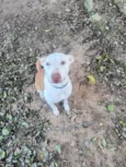 Lola 