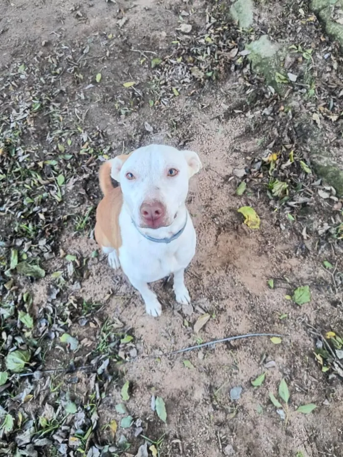 Cachorro raça Pit-Bull idade 4 anos nome Lola 
