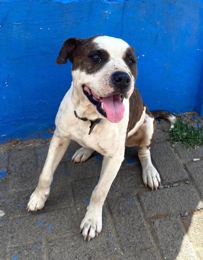 Cachorro raça Pit-Bull idade 3 anos nome Bob