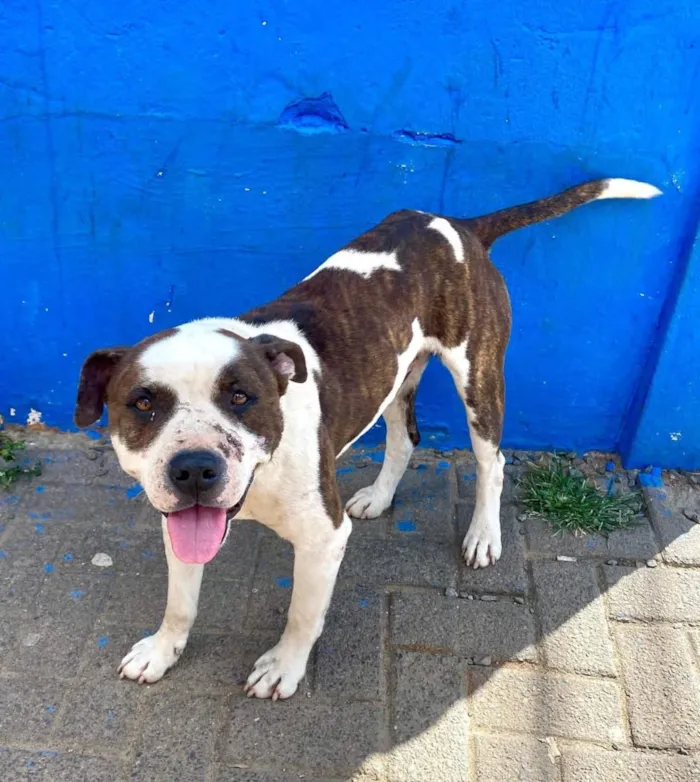Cachorro raça Pit-Bull idade 3 anos nome Bob