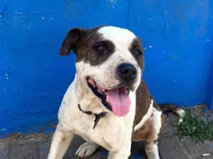 Cachorro raça Pit-Bull idade 3 anos nome Bob