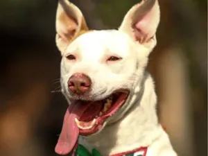 Cachorro raça Pit-Bull idade 4 anos nome Lola 