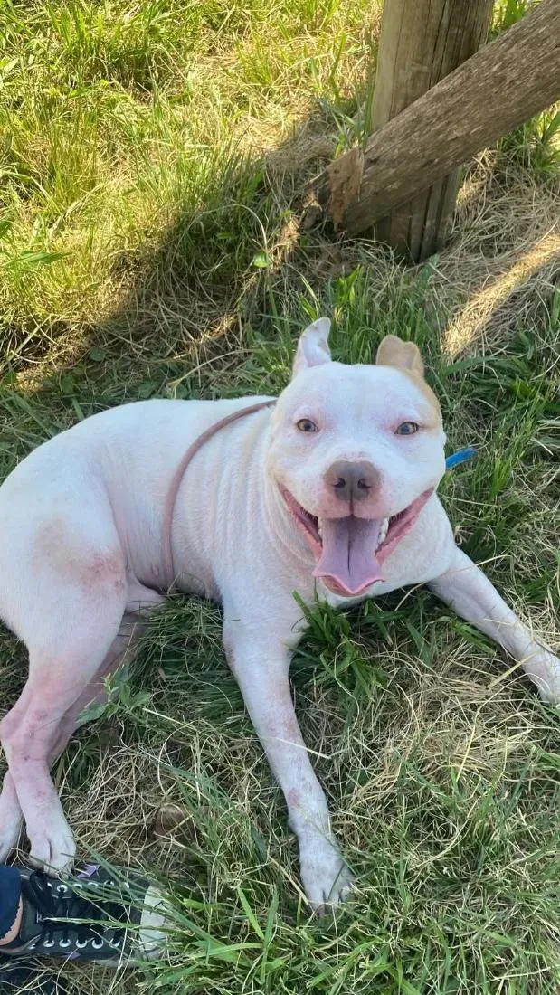 Cachorro raça Pit-Bull idade 3 anos nome branco pit