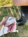branco pit