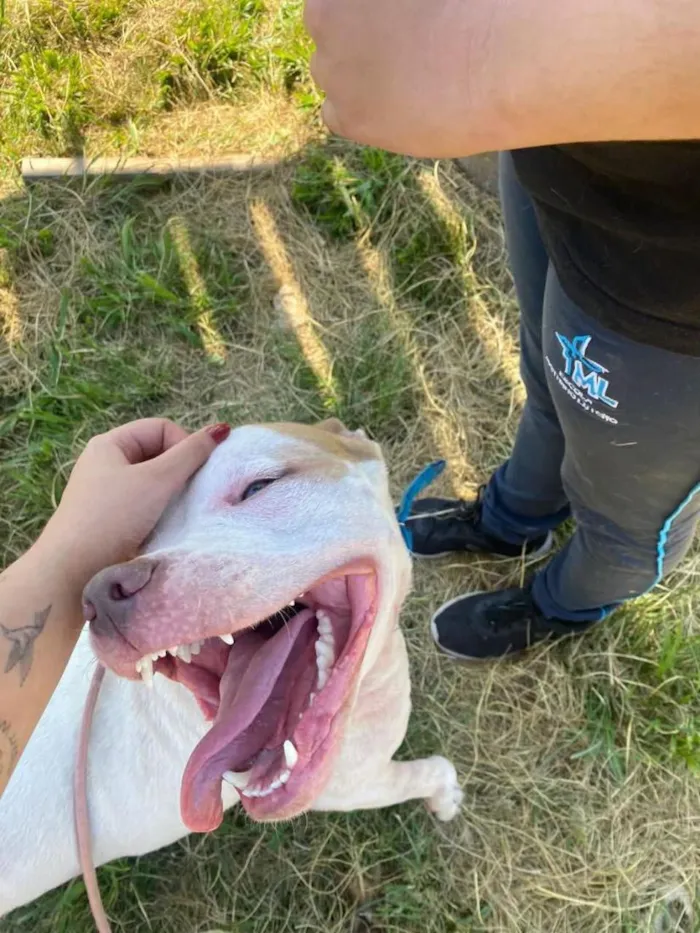 Cachorro raça Pit-Bull idade 3 anos nome branco pit