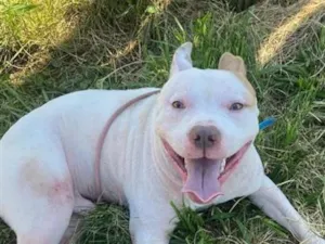 Cachorro raça Pit-Bull idade 3 anos nome branco pit