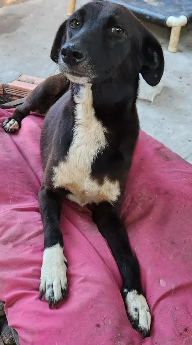 Cachorro raça SRD-ViraLata idade 2 anos nome glitter 