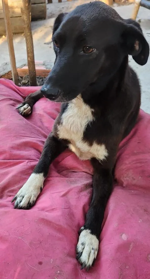 Cachorro raça SRD-ViraLata idade 2 anos nome glitter 