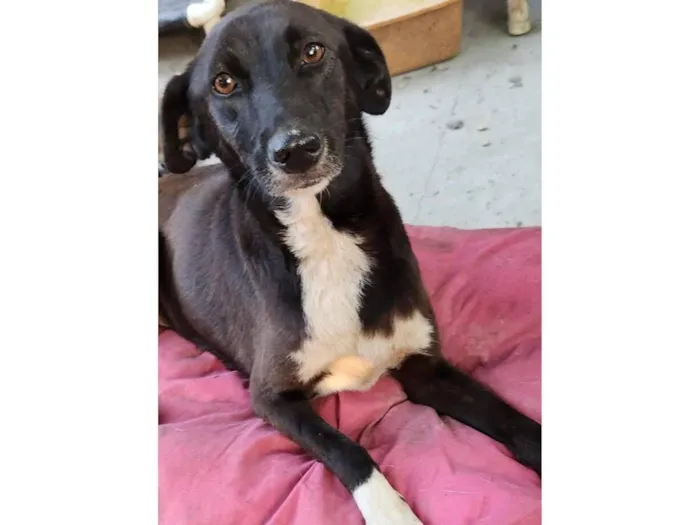 Cachorro raça SRD-ViraLata idade 2 anos nome glitter 