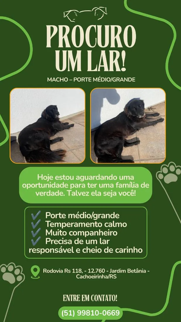 Cachorro raça SRD-ViraLata idade 1 ano nome Bob