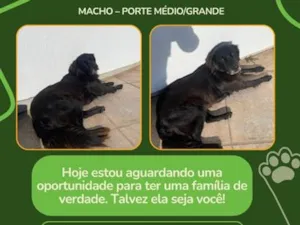Cachorro raça SRD-ViraLata idade 1 ano nome Bob