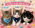 Koya / Lóki e Margot 
