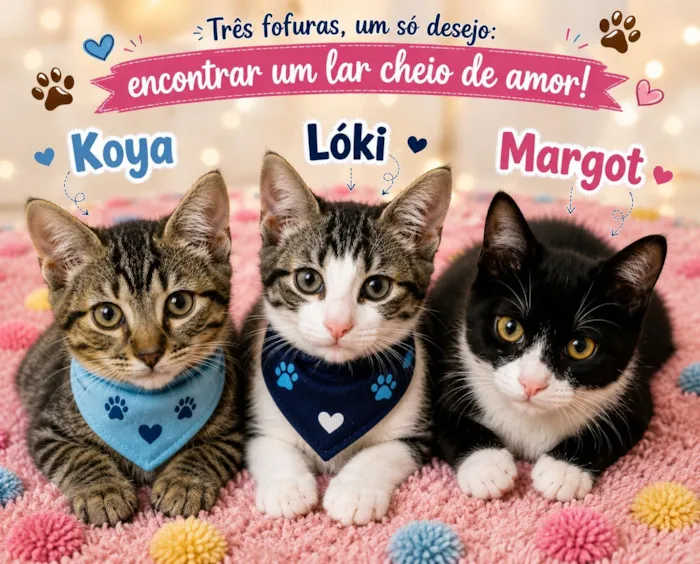 Gato raça SRD-ViraLata idade 2 a 6 meses nome Koya / Lóki e Margot 