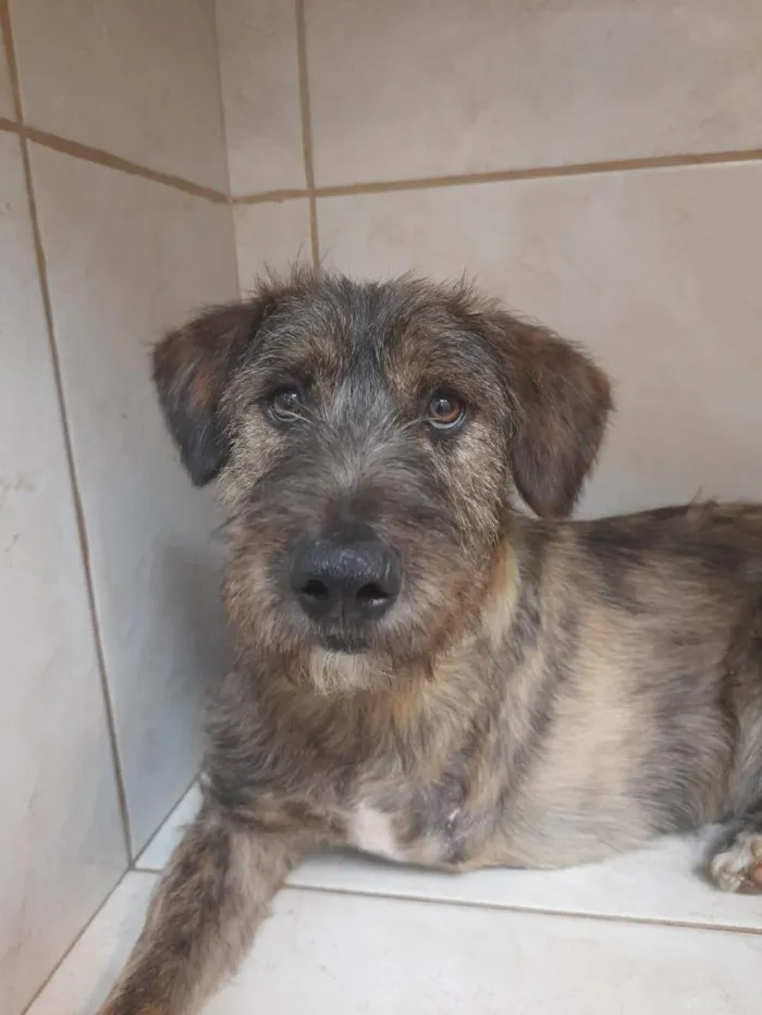 Cachorro raça SRD-ViraLata idade 2 anos nome Lindão 
