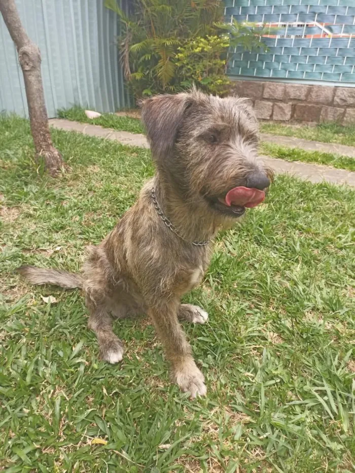 Cachorro raça SRD-ViraLata idade 2 anos nome Lindão 