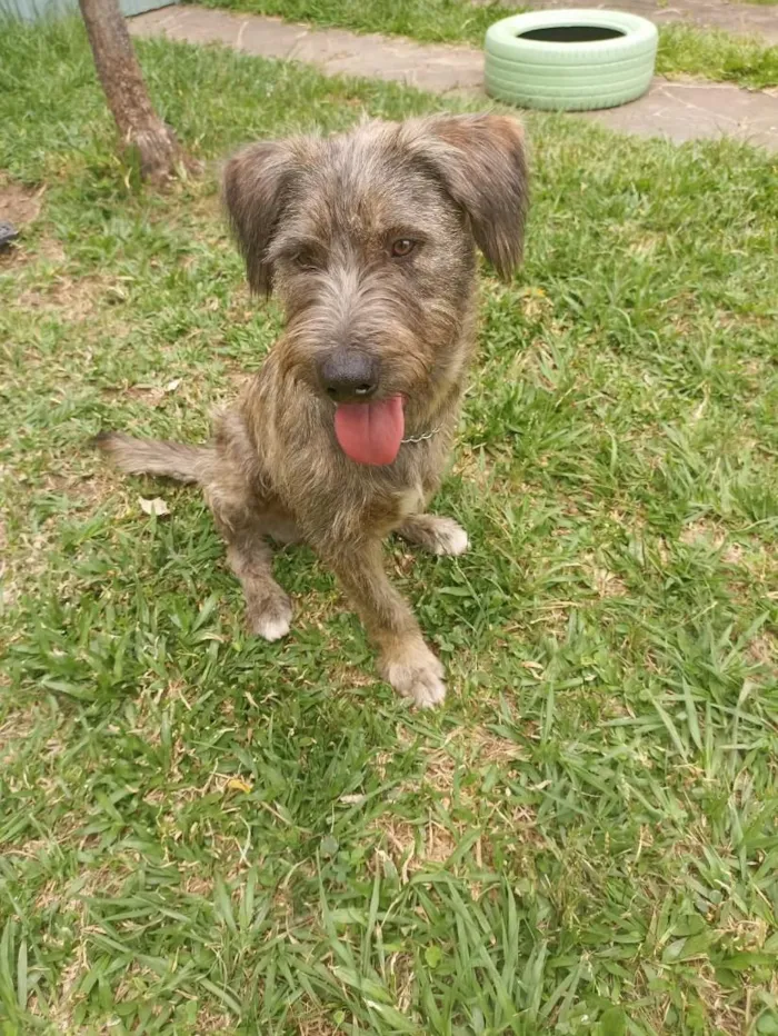 Cachorro raça SRD-ViraLata idade 2 anos nome Lindão 
