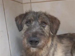 Cachorro raça SRD-ViraLata idade 2 anos nome Lindão 