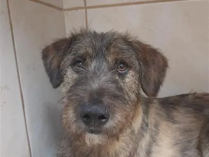 Cachorro raça SRD-ViraLata idade 2 anos nome Lindão 