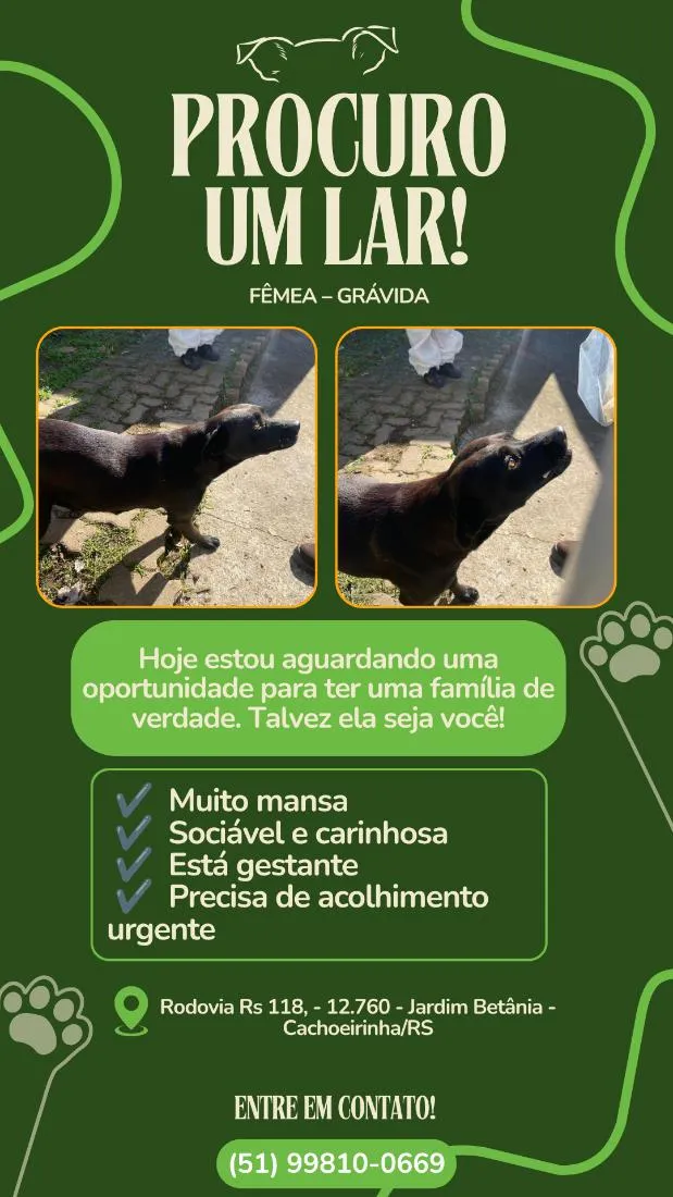 Cachorro raça SRD-ViraLata idade 2 a 6 meses nome Pretinha