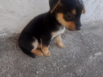 Cachorro raça SRD-ViraLata idade 2 a 6 meses nome não tem nome defenido