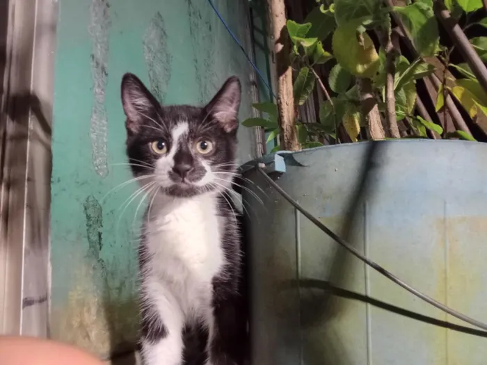 Gato raça SRD-ViraLata idade 2 a 6 meses nome Batman
