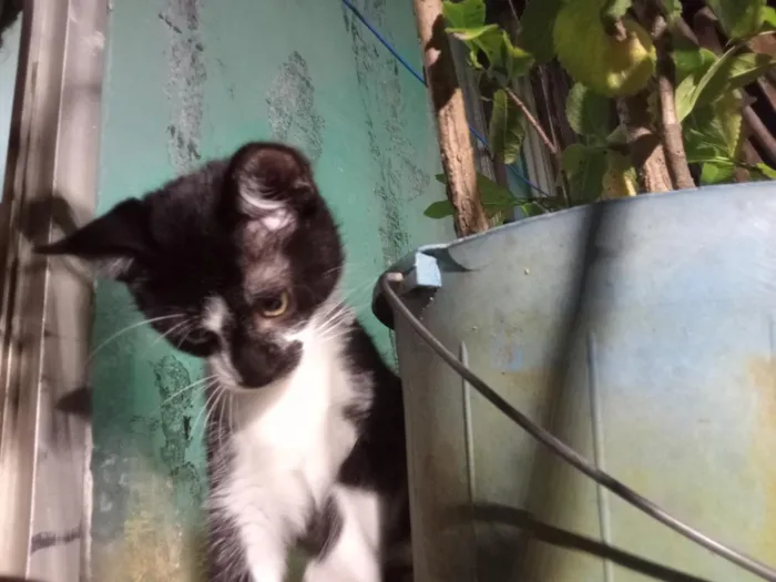 Gato raça SRD-ViraLata idade 2 a 6 meses nome Batman
