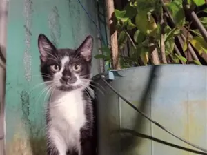 Gato raça SRD-ViraLata idade 2 a 6 meses nome Batman