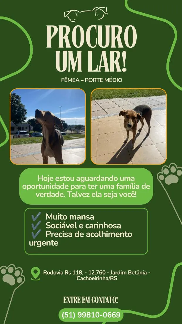 Cachorro raça SRD-ViraLata idade 2 a 6 meses nome Gisele