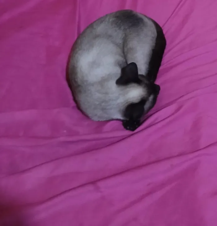 Gato raça Siamês idade 2 a 6 meses nome Zoe