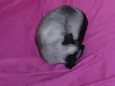Zoe