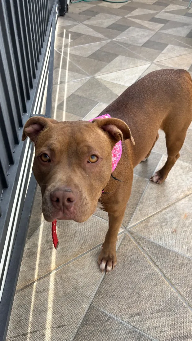 Cachorro raça Pit-Bull idade 2 anos nome Maya