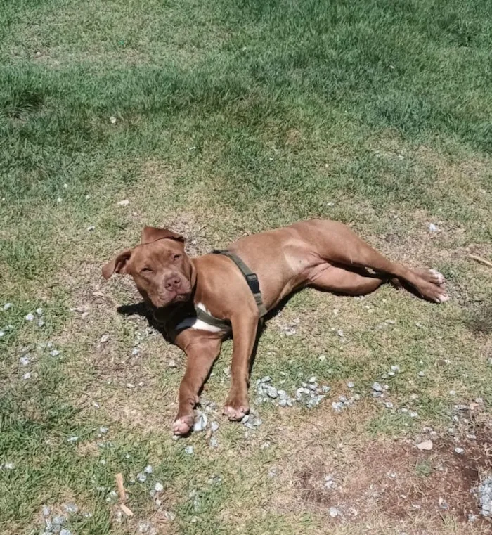 Cachorro raça Pit-Bull idade 2 anos nome Maya