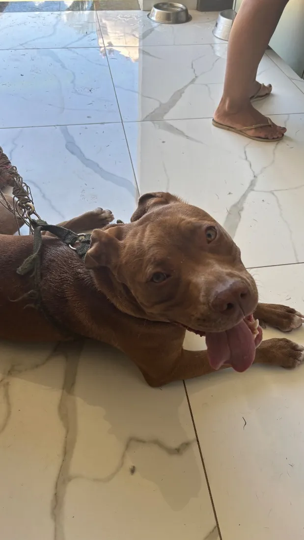 Cachorro raça Pit-Bull idade 2 anos nome Maya