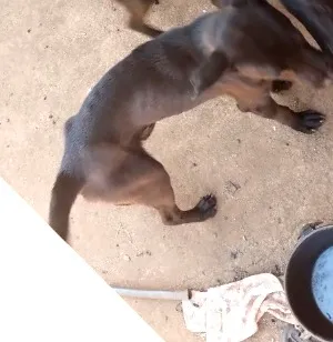 Cachorro raça SRD-ViraLata idade 7 a 11 meses nome bradoque 