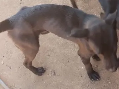 Cachorro raça SRD-ViraLata idade 7 a 11 meses nome bradoque 