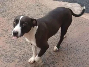 Cachorro raça SRD-ViraLata idade 4 anos nome Hulk e Royal