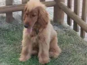 Cachorro raça Cocker idade 7 a 11 meses nome Moschino Elonor