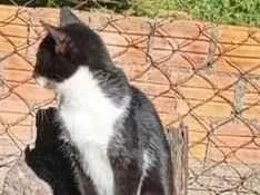 Gato raça SRD-ViraLata idade 2 a 6 meses nome Naruto, loky,Sabrina,Ana Karina,