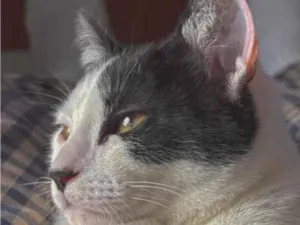 Gato raça SRD-ViraLata idade 2 a 6 meses nome Bigode