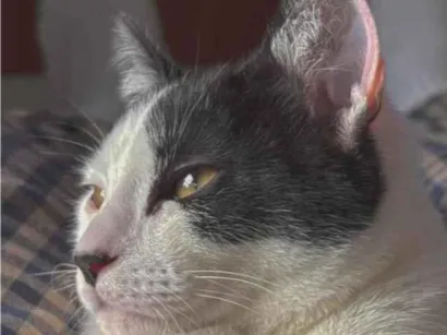 Gato raça SRD-ViraLata idade 2 a 6 meses nome Bigode