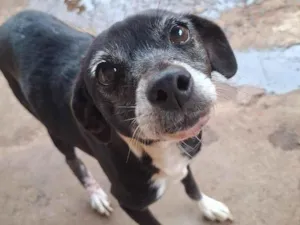 Cachorro raça SRD-ViraLata idade 3 anos nome Panqueca e pandora 