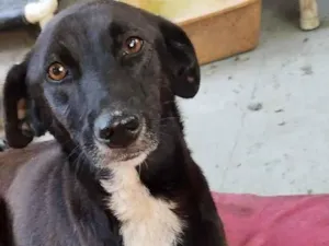 Cachorro raça SRD-ViraLata idade 2 anos nome glitter 
