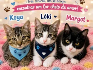 Gato raça SRD-ViraLata idade 2 a 6 meses nome Koya / Lóki e Margot 
