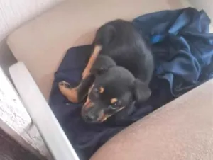 Cachorro raça Rottweiler idade Abaixo de 2 meses nome Zeta
