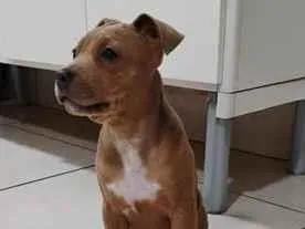 Cachorro raça SRD-ViraLata idade 2 a 6 meses nome Charlene