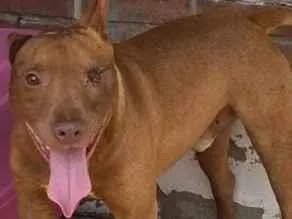 Cachorro raça Pit-Bull idade 2 anos nome winter