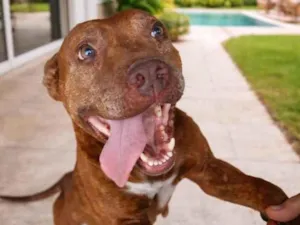 Cachorro raça Pit-Bull idade 2 anos nome Dora 