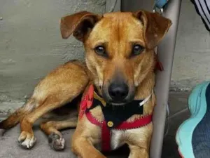 Cachorro raça SRD-ViraLata idade 1 ano nome caramelo