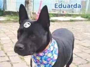 Cachorro raça Pit-Bull idade 2 anos nome pretona 